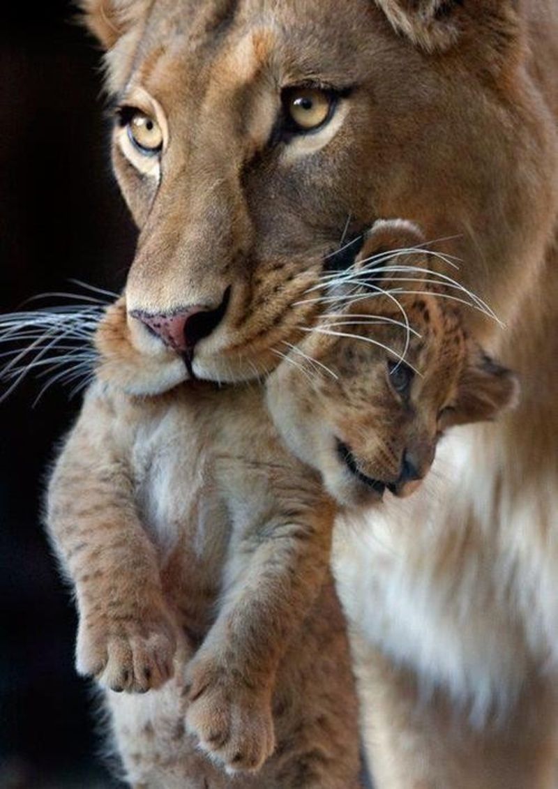 LIONNE ET SON PETIT