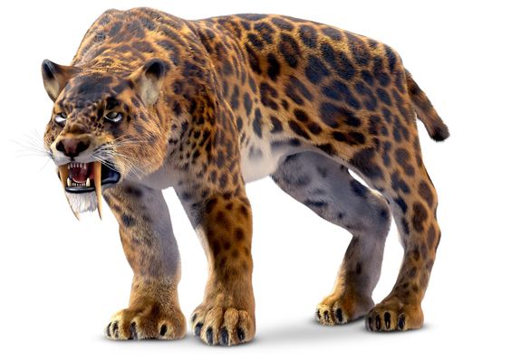 smilodon-tigre-dents-de-sabre